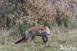 Vos (Vulpes vulpes)