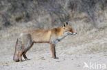 Vos (Vulpes vulpes)