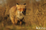 Vos (Vulpes vulpes)