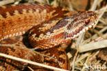 Adder (Vipera berus)