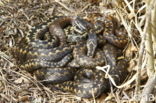 Adder (Vipera berus)