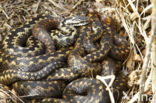 Adder (Vipera berus)