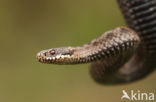 Adder (Vipera berus)