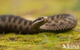 Adder (Vipera berus)