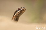 Adder (Vipera berus)