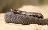 Adder (Vipera berus)