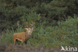 Edelhert (Cervus elaphus)