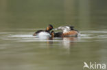 Geoorde Fuut (Podiceps nigricollis)