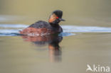 Geoorde Fuut (Podiceps nigricollis)