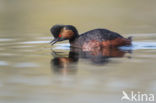 Geoorde Fuut (Podiceps nigricollis)