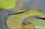 Gewone vijverloper (Hydrometra stagnorum)