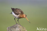 Grutto (Limosa limosa)