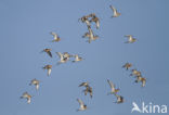 Grutto (Limosa limosa)