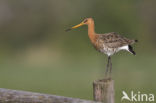 Grutto (Limosa limosa)