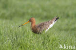 Grutto (Limosa limosa)