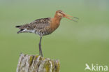 Grutto (Limosa limosa)