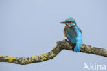 IJsvogel (Alcedo atthis)