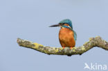 IJsvogel (Alcedo atthis)