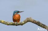 IJsvogel (Alcedo atthis)