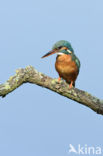 IJsvogel (Alcedo atthis)