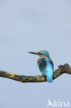 IJsvogel (Alcedo atthis)