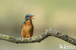 IJsvogel (Alcedo atthis)