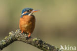 IJsvogel (Alcedo atthis)