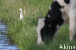 Koereiger (Bubulcus ibis)