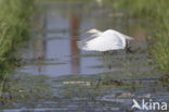 Koereiger (Bubulcus ibis)