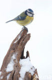 Pimpelmees (Parus caeruleus)