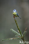 Pimpelmees (Parus caeruleus)