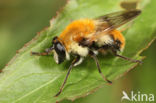 Pluimwoudzwever (Criorhina floccosa)