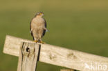 Sperwer (Accipiter nisus)