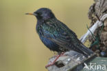 Spreeuw (Sturnus vulgaris)