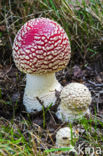 Vliegenzwam (Amanita muscaria)