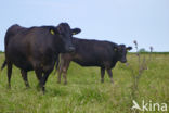 Wagyu rund (Bos Domesticus)