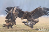 Zeearend (Haliaeetus albicilla)