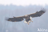 Zeearend (Haliaeetus albicilla)