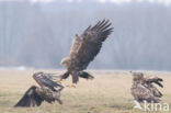 Zeearend (Haliaeetus albicilla)