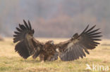 Zeearend (Haliaeetus albicilla)