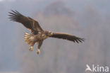 Zeearend (Haliaeetus albicilla)