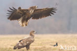 Zeearend (Haliaeetus albicilla)