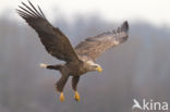 Zeearend (Haliaeetus albicilla)