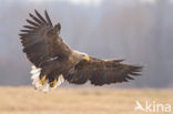 Zeearend (Haliaeetus albicilla)