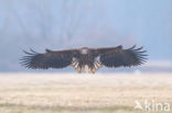 Zeearend (Haliaeetus albicilla)