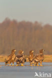 Zeearend (Haliaeetus albicilla)