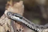 Adder (Vipera berus)