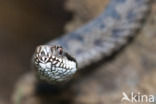 Adder (Vipera berus)