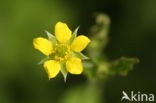 Geel nagelkruid (Geum urbanum)