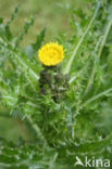 Gekroesde melkdistel (Sonchus asper)